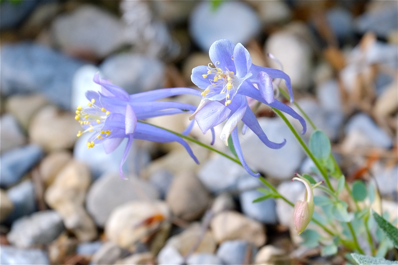 Aquilegia scopulorum